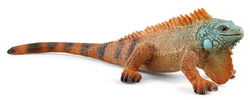 Image of Iguana