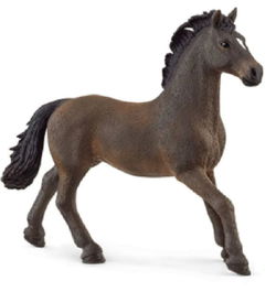 Image of Oldenburger Stallion