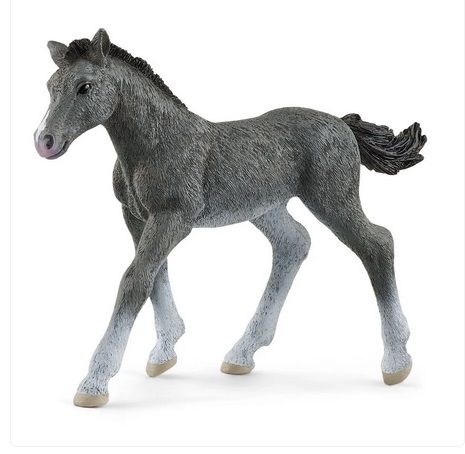 Image of Trakehner Foal