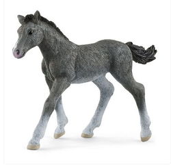 Image of Trakehner Foal