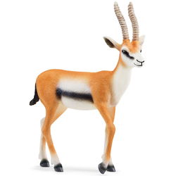 Image of Thomson Gazelle