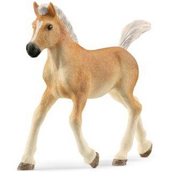 Image of Haflinger Foal