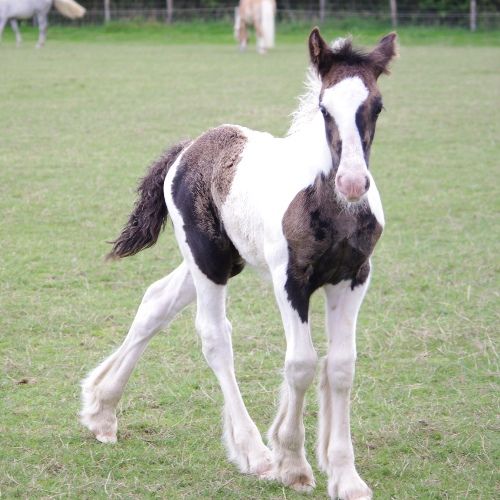 662-0151 Product Image 6