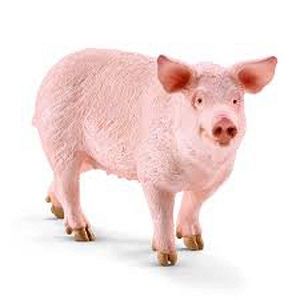 Image of Pig