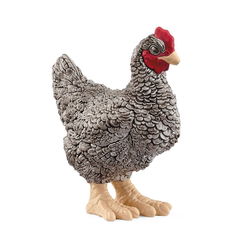 Image of Plymouth Rock Chicken