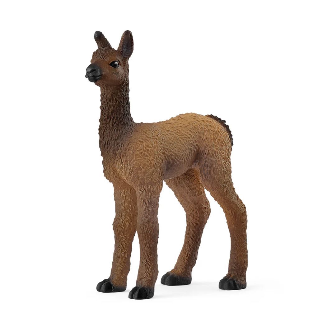 Image of Llama Foal
