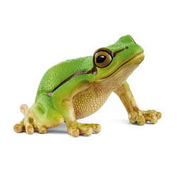 Image of European Tree Frog
