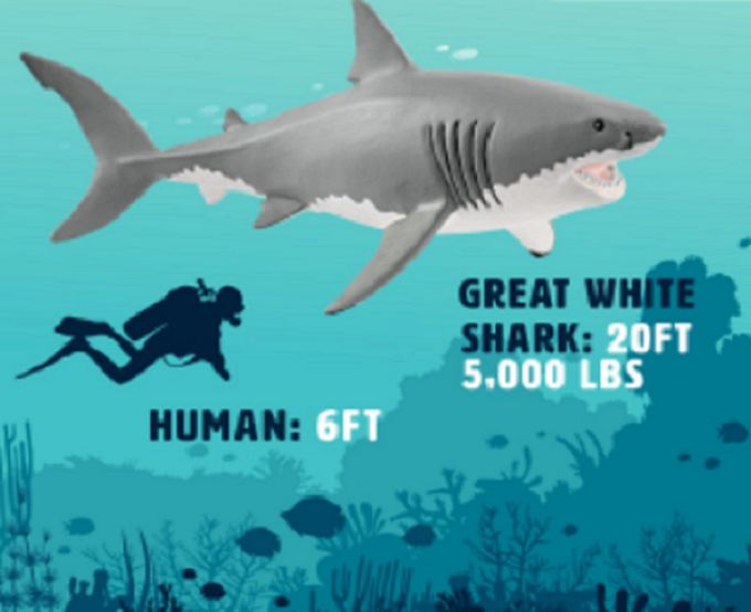 662-0249 Product Image 5