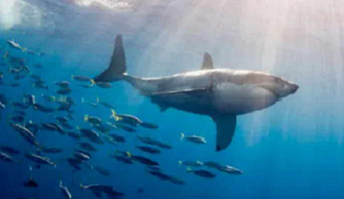 662-0249 Product Image 6