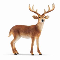 Image of White-tailed Buck