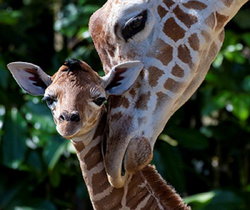 Image of Giraffe Calf