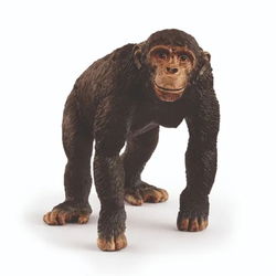 Image of Chimpanzee
