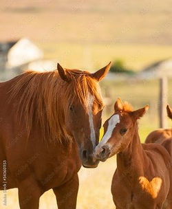 Image of Quarter Horse Mare & Colt