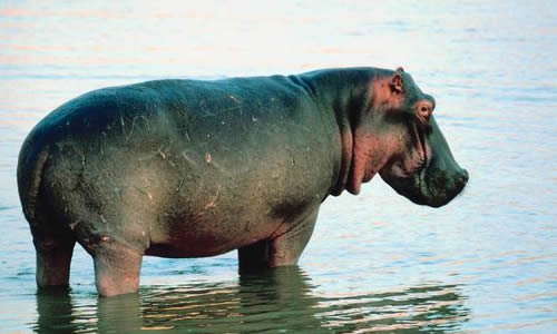 662-0430 Product Image 5