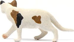 Image of American Shorthair Cat