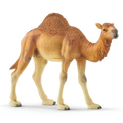 Image of Dromedary Camel