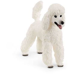 Image of Poodle