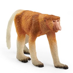 Image of Proboscis Monkey