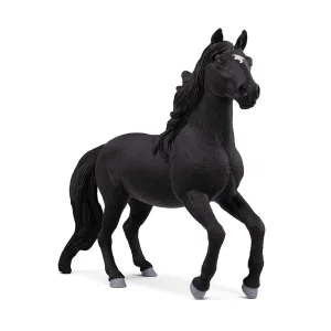 Lusitano Stallion