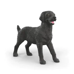 Black Labrador Retriever Female