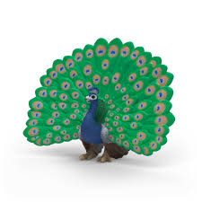 Image of Peacock