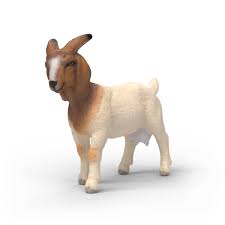Image of Boer Goat