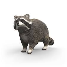 Image of Raccoon