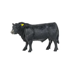 Angus Bull
