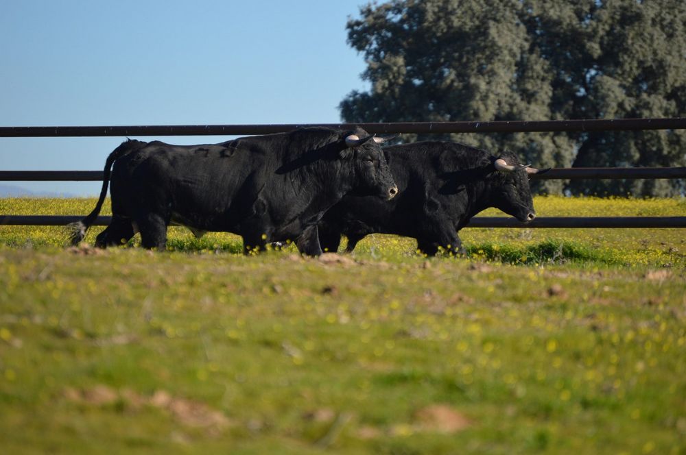 663-0721 Product Image 5